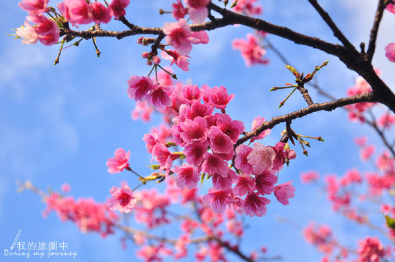 【遊記】台北陽明山 平菁街 有如炸開般的櫻花盛典 2/1花況