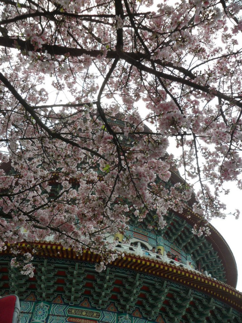 淡水天元宮櫻花~台北地區最夯的賞櫻絕佳景點
