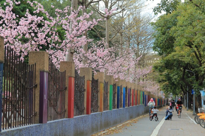 台北／自來水博物館，櫻花盛開的季節