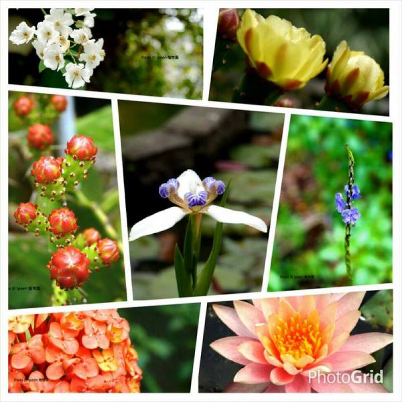 春遊植物園 - 春天裡有什麼花~              