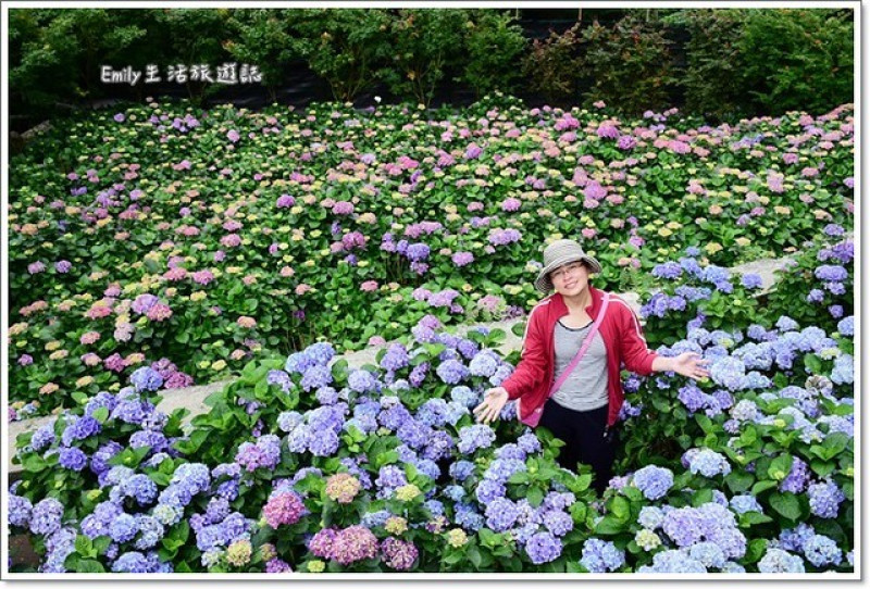 台北市景點》大梯田花卉生態農園。我最愛來的繡球花田