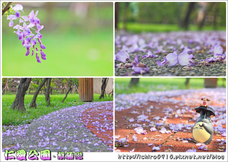 [賞花]【中和線頂溪站】永和仁愛公園。紫藤浪漫盛開中~紫藤雨美景