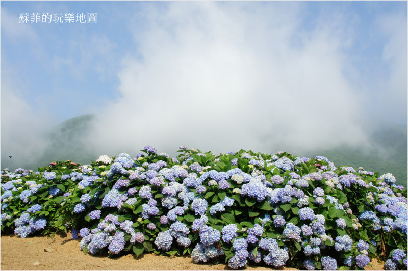 竹子湖高家繡球花田水尾第二園區~初夏最美麗的繡球花海