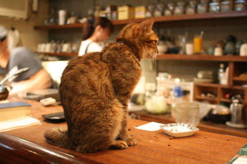 極簡咖啡．師大夜市巷弄裡．寵物咖啡廳．TNR 街貓．貓咪最有親和力的貓咪咖啡廳