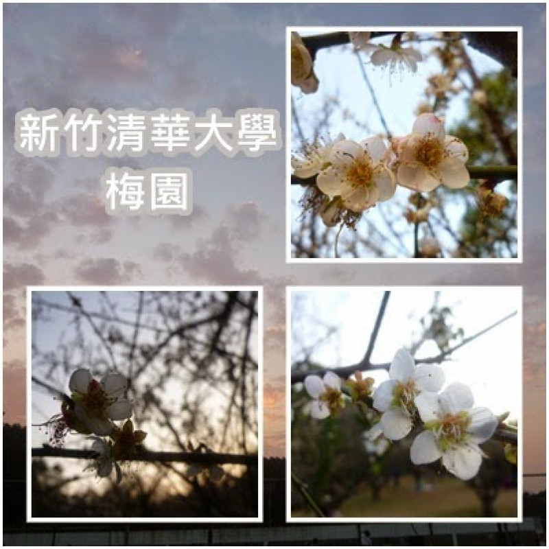 【新竹/景點】非單眼，我的梅花拍攝初練習，２０１５最後一梅－清大梅園
