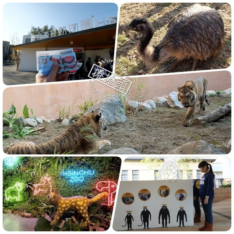 ▋新竹市立動物園 ▋快來動物點點名！有大明星河馬樂樂、北美浣熊、馬來熊。動物園新裝登場！