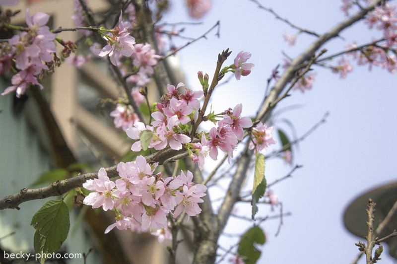[自己的小小世界]旅遊攝影帶你～坐台北捷運就能到達的賞櫻景點！市區裡的六十棵粉色吉野櫻在『土城。希望之河』