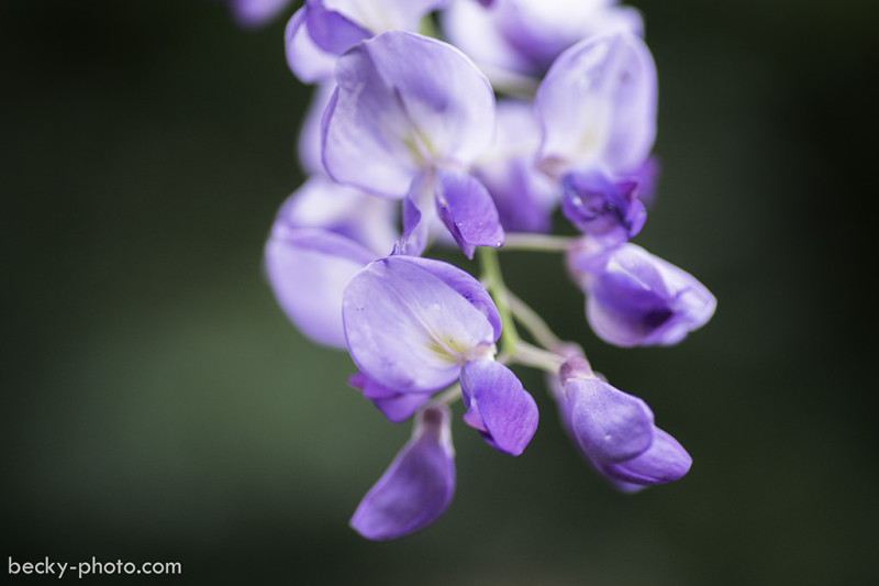 【台北】。土城區的小確幸～浪漫的紫藤花園