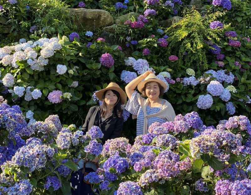 【飛與行的記憶】國內行的∣台北：陽明山繡球花季－頂湖大賞園