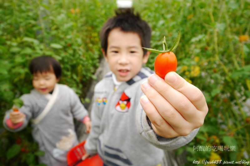 【宜蘭景點】藤結農場，體驗親子採果樂的溫室果園！