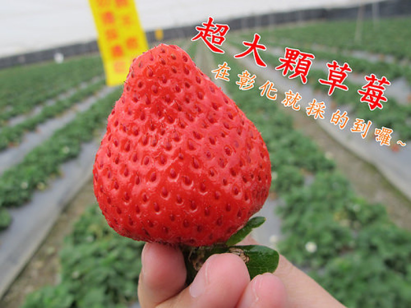 『彰化遊玩景點_大彰化草莓園』中部採草莓、超大超甜超漂亮超過癮~