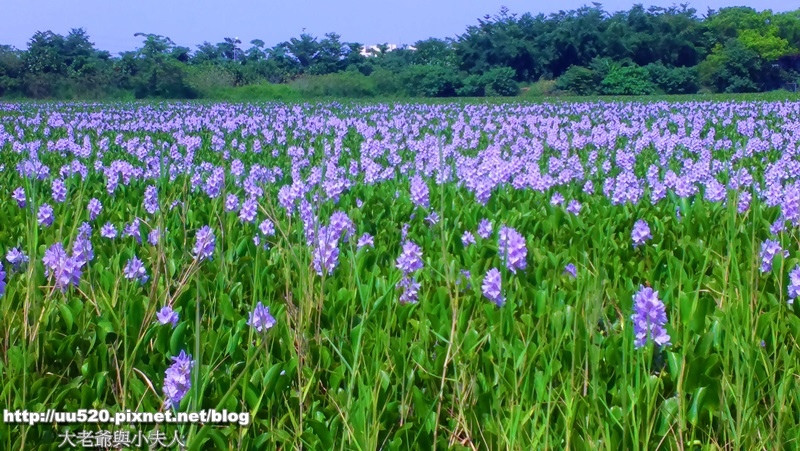 《高雄旅遊》紫色夢幻綿延的賞花秘境，加碼鳳鳯花+阿勃勒+大紫薇花等四花共賞之地