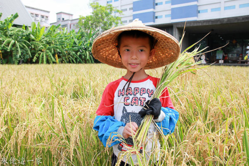 【苗栗景點】山水米有機稻場。漂浮在稻田的自然教室裡,體驗農夫收割的樂趣