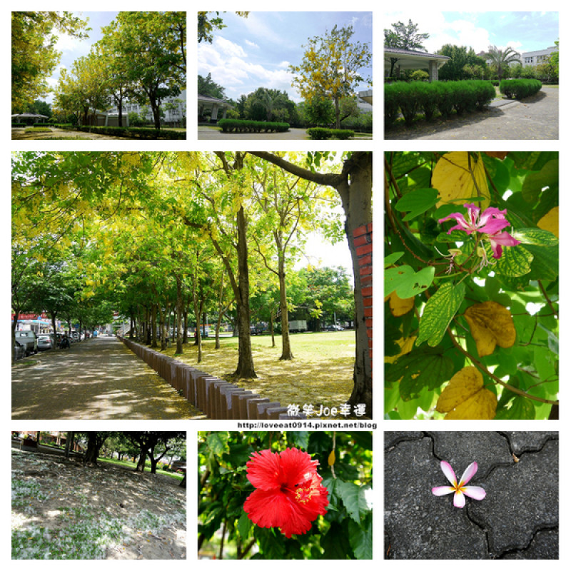 [台中南區]崇倫公園阿勃勒也是美得不像話。