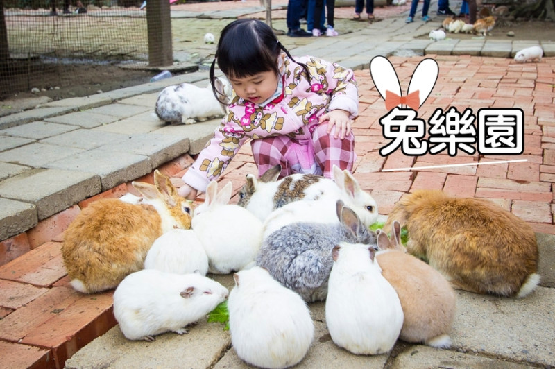 【台中親子景點】石岡景點｜兔樂園｜京葉休閒馬場～超過200隻兔子近距離餵食，假日加碼鴕鳥互動