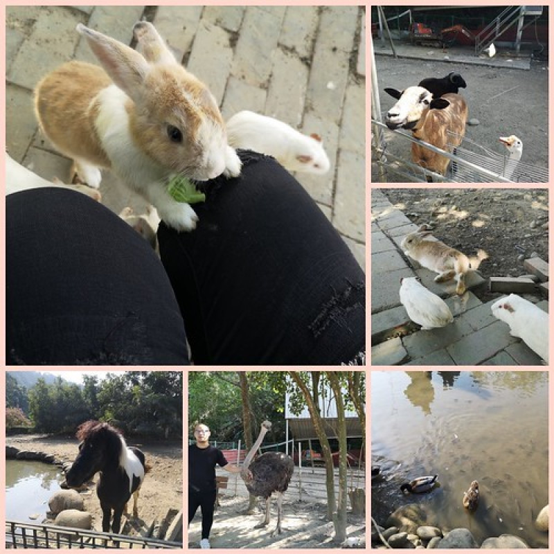 【台中 石岡】 情人木橋旁、可餵食小動物、兔樂園、親子旅遊『京葉馬場–兔樂園』