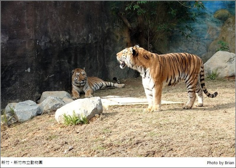 新竹市立動物園。新竹動物園 2020再生小巧輕鬆逛