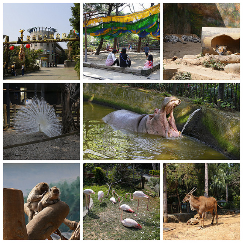 【宇哥去新竹】東區的新竹動物園，全台最古老的動物園，創園於民國25年，是很多人小時候的回憶唷~一個小巧可愛有點歷史和味道的動物園