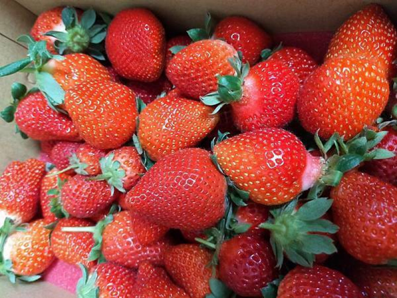 不用跑到苗栗大湖，台中市就能採草莓，草莓季節將近尾聲，現在採草莓最便宜!