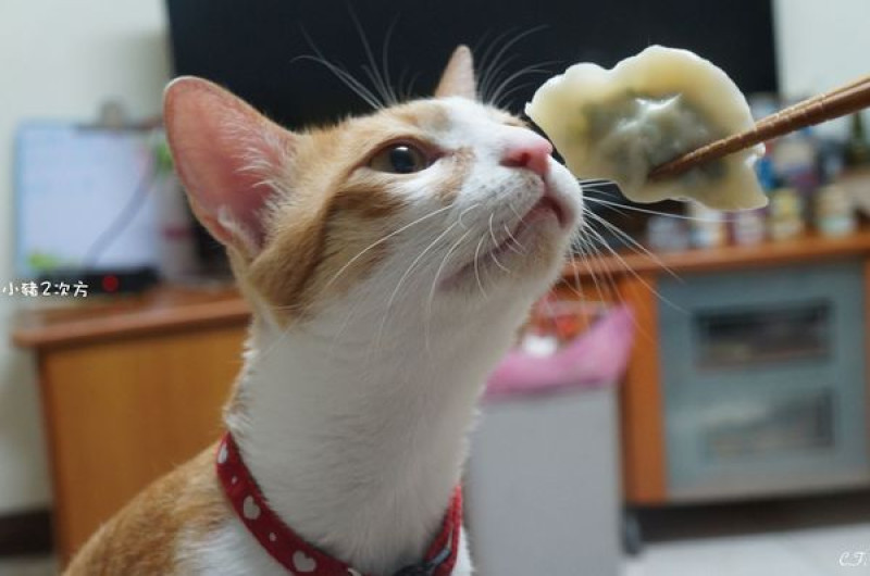『貓咪啃餃子』什麼？加了松阪豬的宅配手工水餃！ 還有美味招牌手工雞卷喲