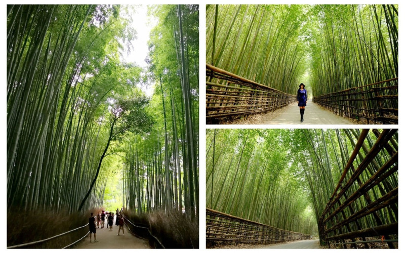 【日本關西。京都市】台日夯點大PK！『台版嵐山竹林隧道』 VS 『日本正宗嵐山竹林隧道』史上大對決，究竟？這兩處景點有何值得探尋之處？就讓我們繼續看下去～