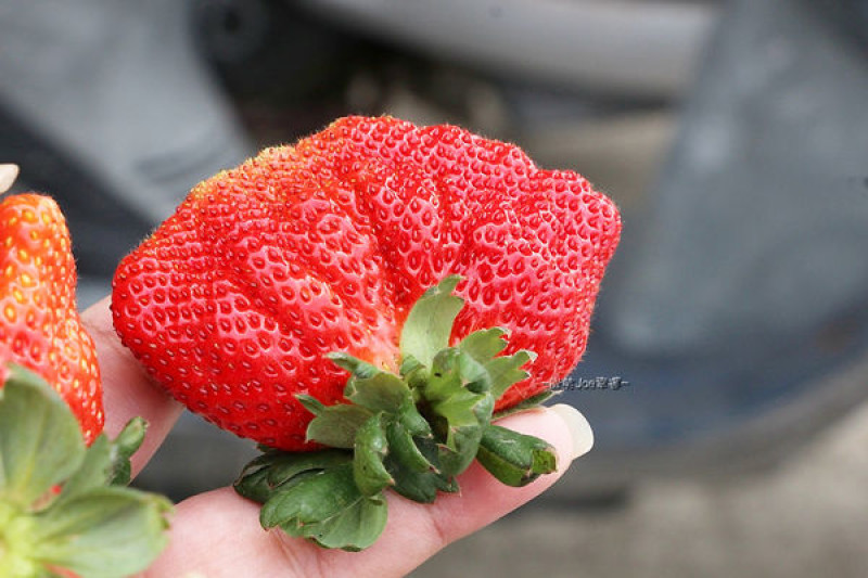 台中霧峰採草莓?!你沒有看錯!!平地草莓再一發，璧冬草莓園僅假日開放。