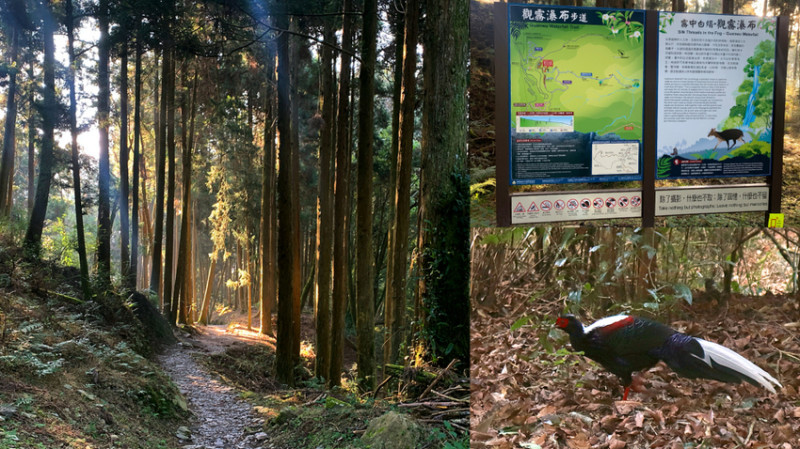 苗栗健行｜檜山巨木群．觀霧瀑布步道｜迷霧森林中的巨木．晨曦裡的藍腹鷴