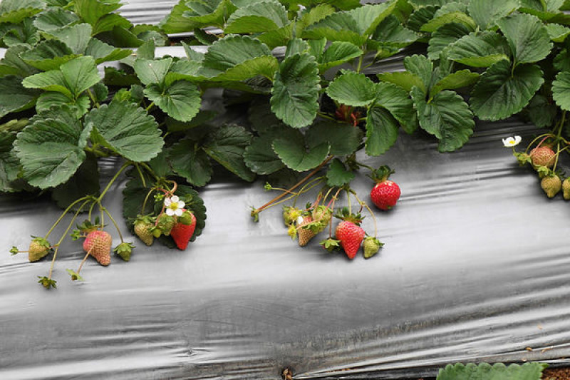 冬季限定!2014草莓季開跑嚕❤來去草莓王國苗栗大湖採草莓
