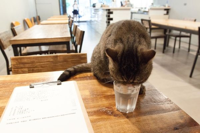 白蓮達 - 有時候就是想找間有貓的咖啡店坐坐