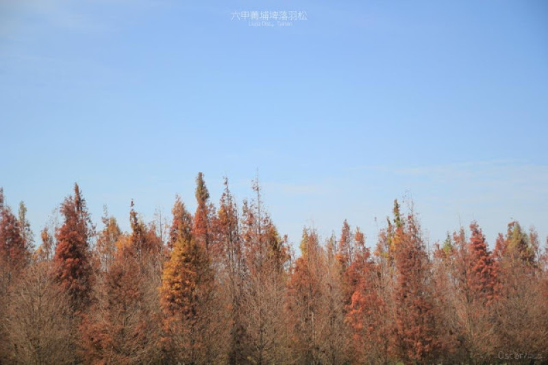 台南。六甲。季節遞嬗的限定色彩 冬日暖色調 / 菁埔埤落羽松
