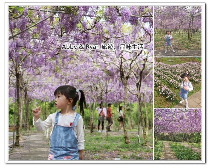 【台北景點】紫藤咖啡園二店/水源園區~全台最大紫色浪漫來襲。紫藤花盛開囉！