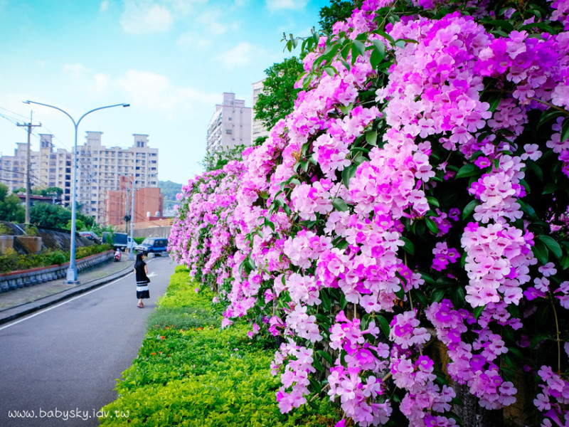 【泰山景點】泰山楓樹河濱公園--百尺紫色蒜香藤瀑布超夢幻！