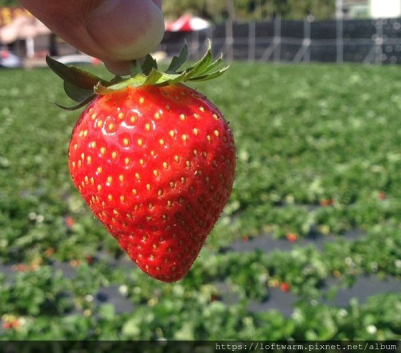 苗栗輕鬆半日遊行程推薦 先去評價高分的大湖草莓果園享受採草莓的樂趣  再到大湖酒莊草莓文化館吃各種草莓點心~