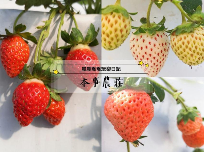 宜蘭採草莓【本事農莊】來自日本的「白草莓/桃薰草莓」帶有水蜜桃香氣！溫室有機草莓園~下雨天也可以採草莓唷！