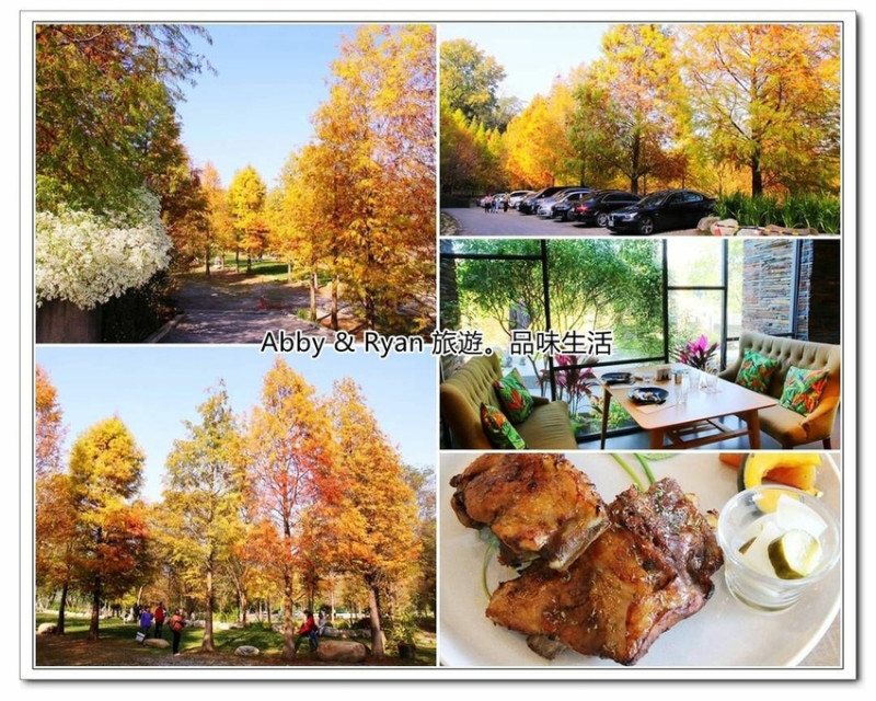 【台中新社景點】松之戀景觀餐廳～唯美的落羽松超好拍。一起來落羽松森林散步吧！