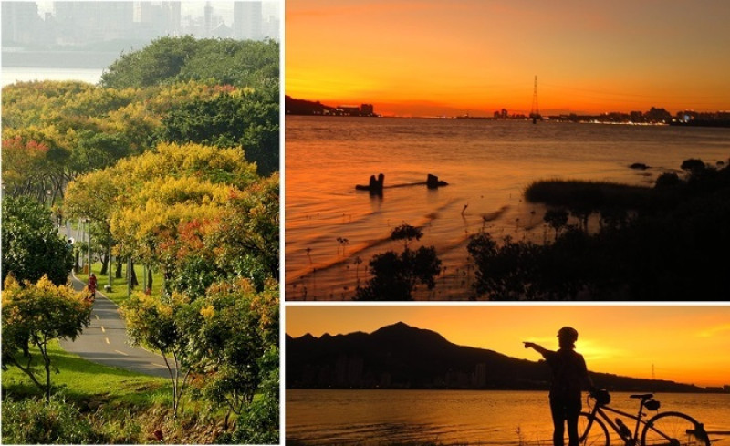 秋天的台北最美  八里水岸欒樹花開繽紛 淡水河夕陽漫天金黃