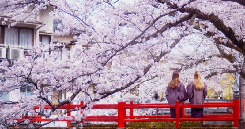 日本古都賞櫻真的美！日本關西豐岡「城崎溫泉鄉」泡湯賞櫻感受日本春遊樂趣，此生必去一次的日本古都小鎮。