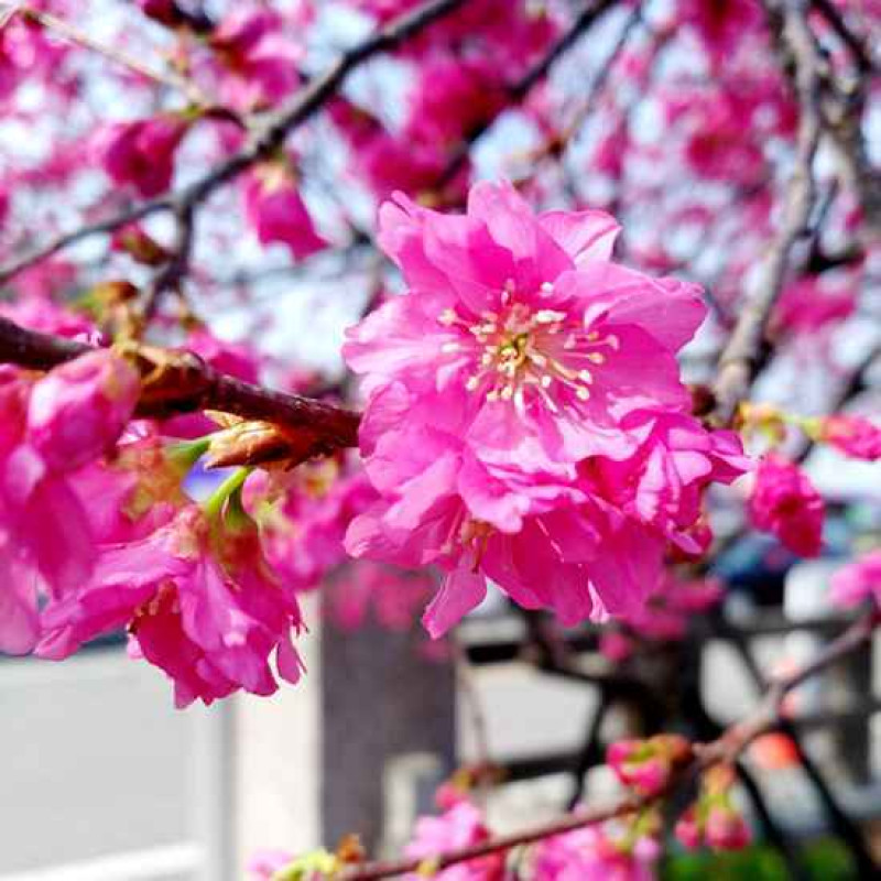 快衝台中看櫻花！后里櫻花季預計在228連假爆發齊放，還有8家精選后里美食，讓你拍櫻花美照拍滿拍好，還要在后里吃飽飽。