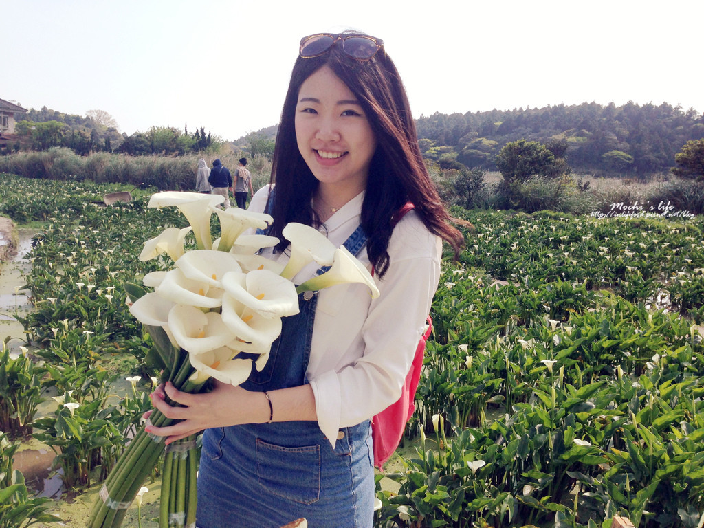 台北市北投區旅遊行程推薦竹子湖 陽明山海芋季 超仙的海芋搭配小油坑 到 竹子湖 頂湖採海芋之發現一間免費提供海芋 拍照的花田 15 03 30花況 花谷海芋園 財福海芋田 和緣芋花田 Walkerland Taipeiwalker Japanwalker Walkerland