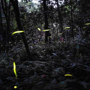 【台北景點】牛伯伯蝴蝶生態園-螢火蟲大爆發！不用爬到深山就可以看到滿山滿谷的螢火蟲聖地