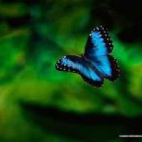 水藍蝶