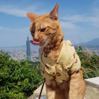 旅行貓日記跟著辛巴蕊吃喝玩樂全台灣在拇指山 pic_id=6854649