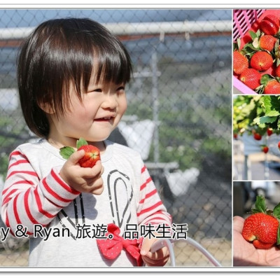 【苗栗大湖採草莓】新光草莓園~高架草莓莓。又紅又大的草莓好誘人！