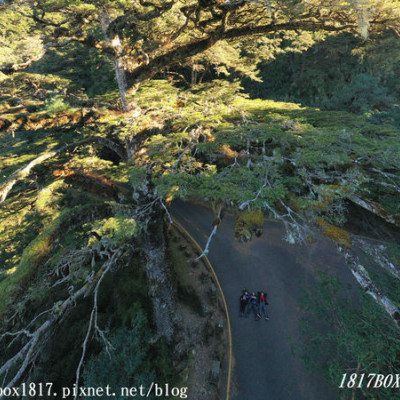 【南投。信義】大鐵杉樹齡800年。一把天然的綠色大傘。位在往鹿林山與玉山的登山入口的三叉路。大鐵杉登山步道