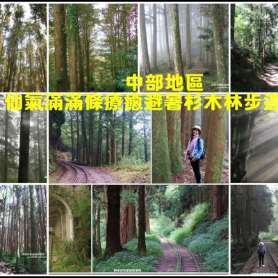 中部地區八條仙氣滿滿條療癒系杉木林步道
