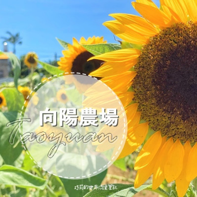 桃園景點 || 北台灣最大的向日葵主題農場「向陽農場」，大片向日葵花海超好拍！