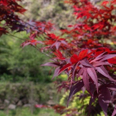 南投竹山︱杉林溪森林生態渡假園區　血紅楓樹與午後飛霧，賞楓就到美如仙境的杉林溪吧！