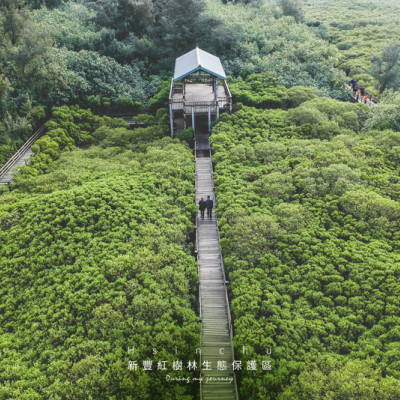 《新竹新豐》新豐紅樹林生態保護區 森林綠廊道裡的清新漫步
