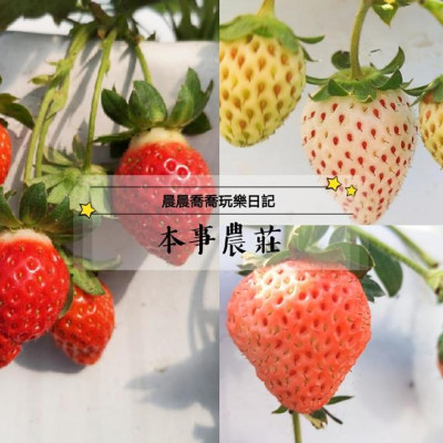 宜蘭採草莓【本事農莊】來自日本的「白草莓/桃薰草莓」帶有水蜜桃香氣！溫室有機草莓園~下雨天也可以採草莓唷！