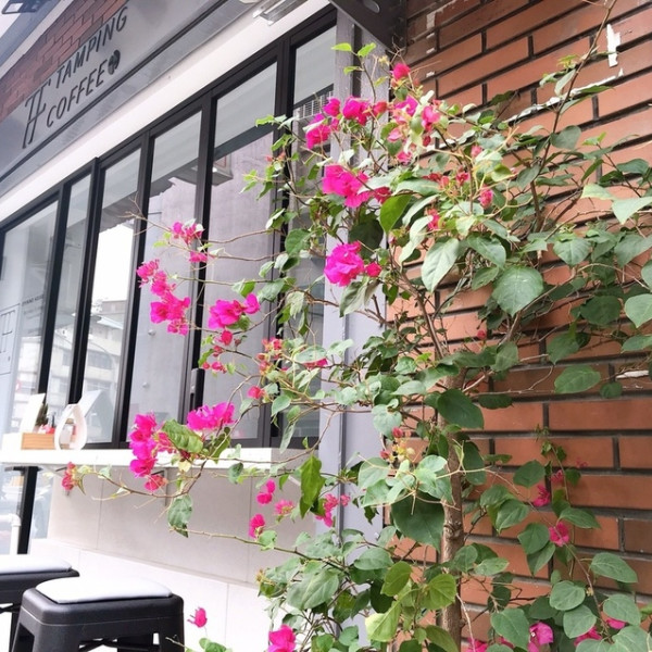 台北市 餐飲 咖啡館 Tamping coffee 填平咖啡